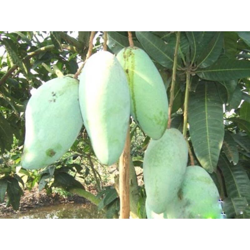 cây xoài đài loan cao 1.2m