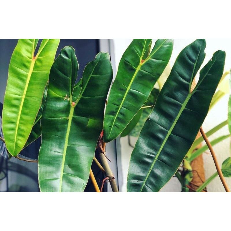PHILODENDRON BILLIETIAE (TRẦU BÀ HỒNG HẠC CHÂN CAM)