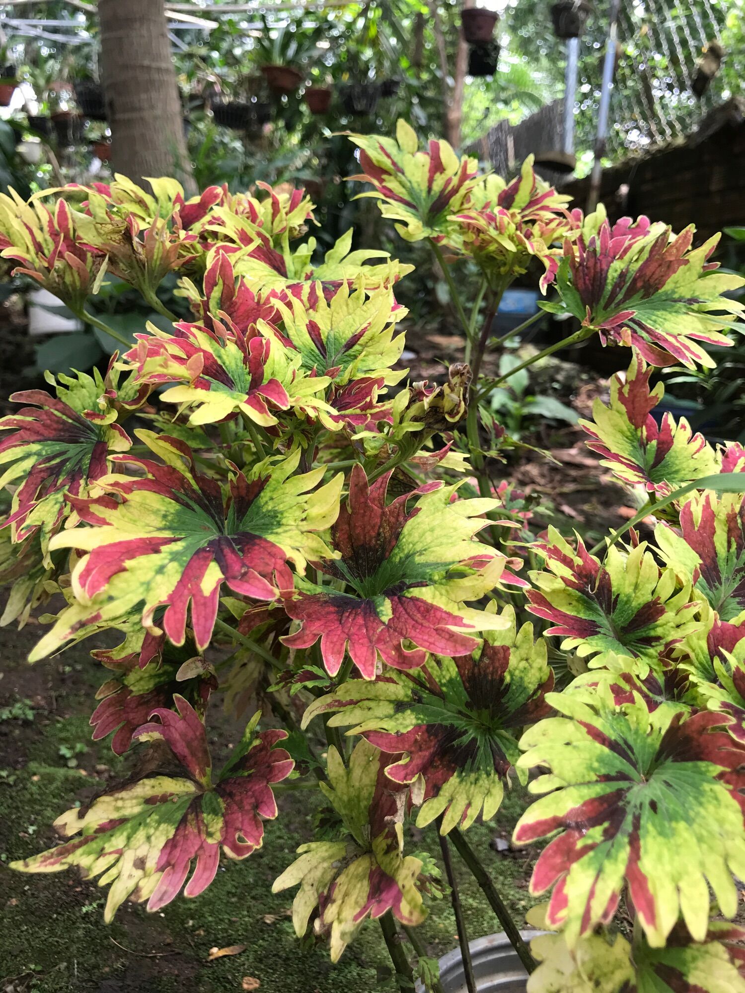 Cây lá gấm ngũ sắc