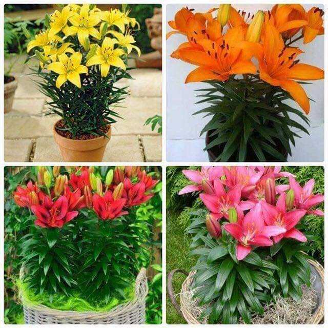 Củ giống hoa ly lùn hoa tết