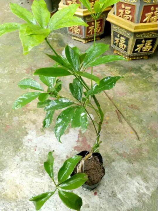 Cây ngũ gia bì, cây đuổi muỗi