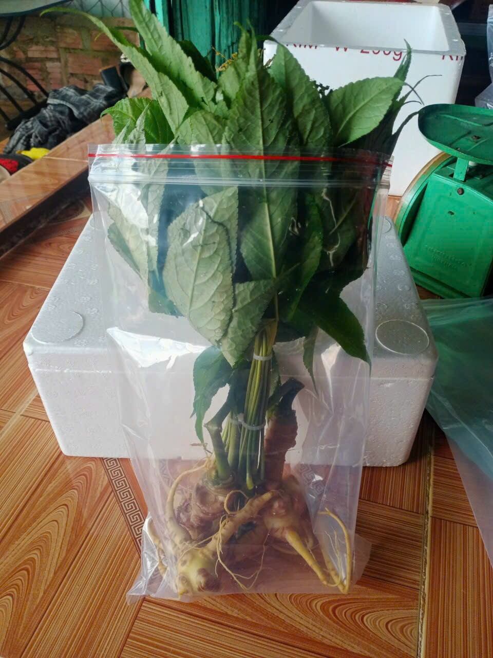 2 củ sâm ngọc linh (ủ rượu hút chân không gửi)