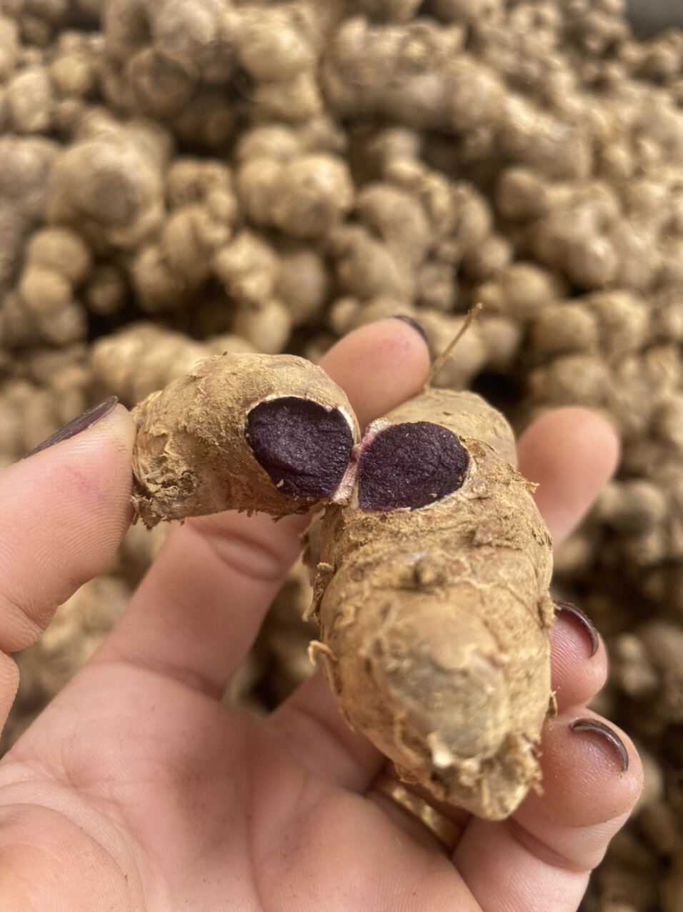 Gừng Đen(ngãi  đen.ngãi tím) mọc tự nhiên ở rừng 1kg