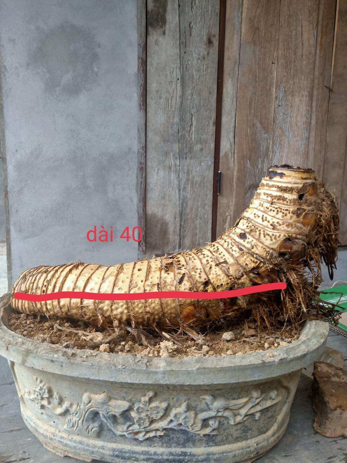 Phôi tre bonsai, gốc tre đẹp