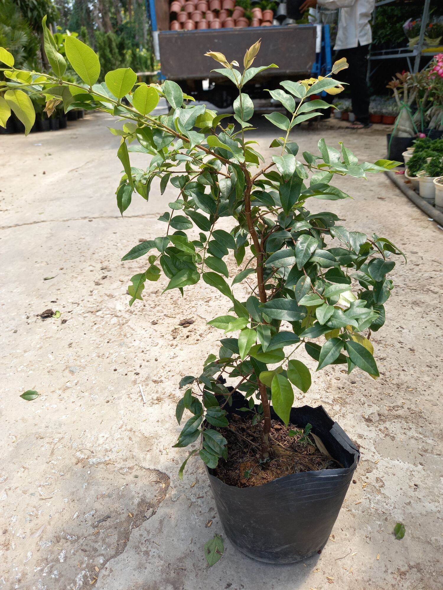 cây nho thân gỗ tứ  quý cao 65cm