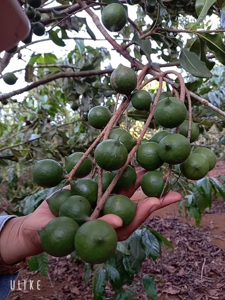 Combo 1 kg mắc ca, 0.5 kg hạt ươi