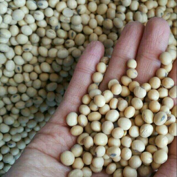 1kg đỗ tương
