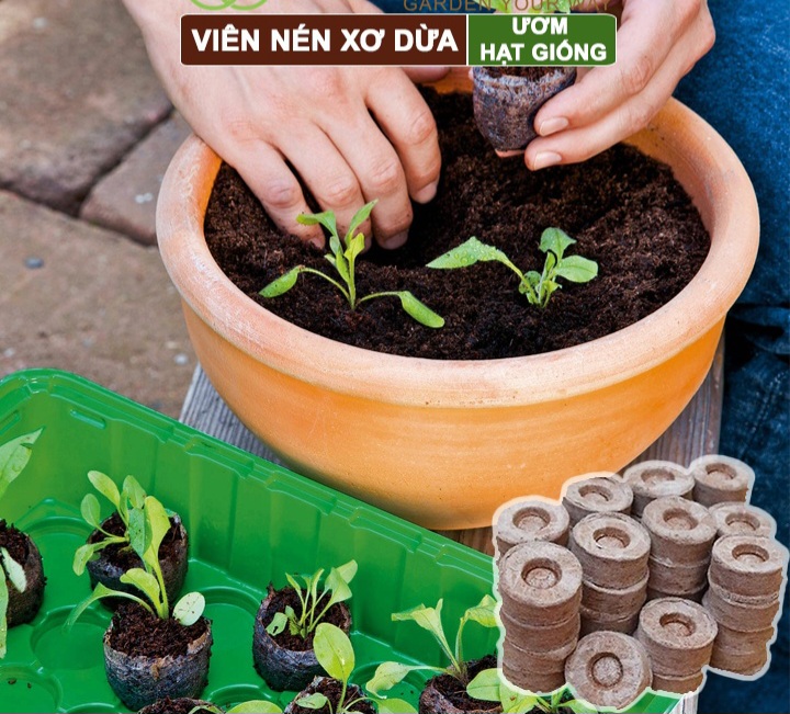 Combo 50 viên nén ươm mầm- viên nén sơ dừa