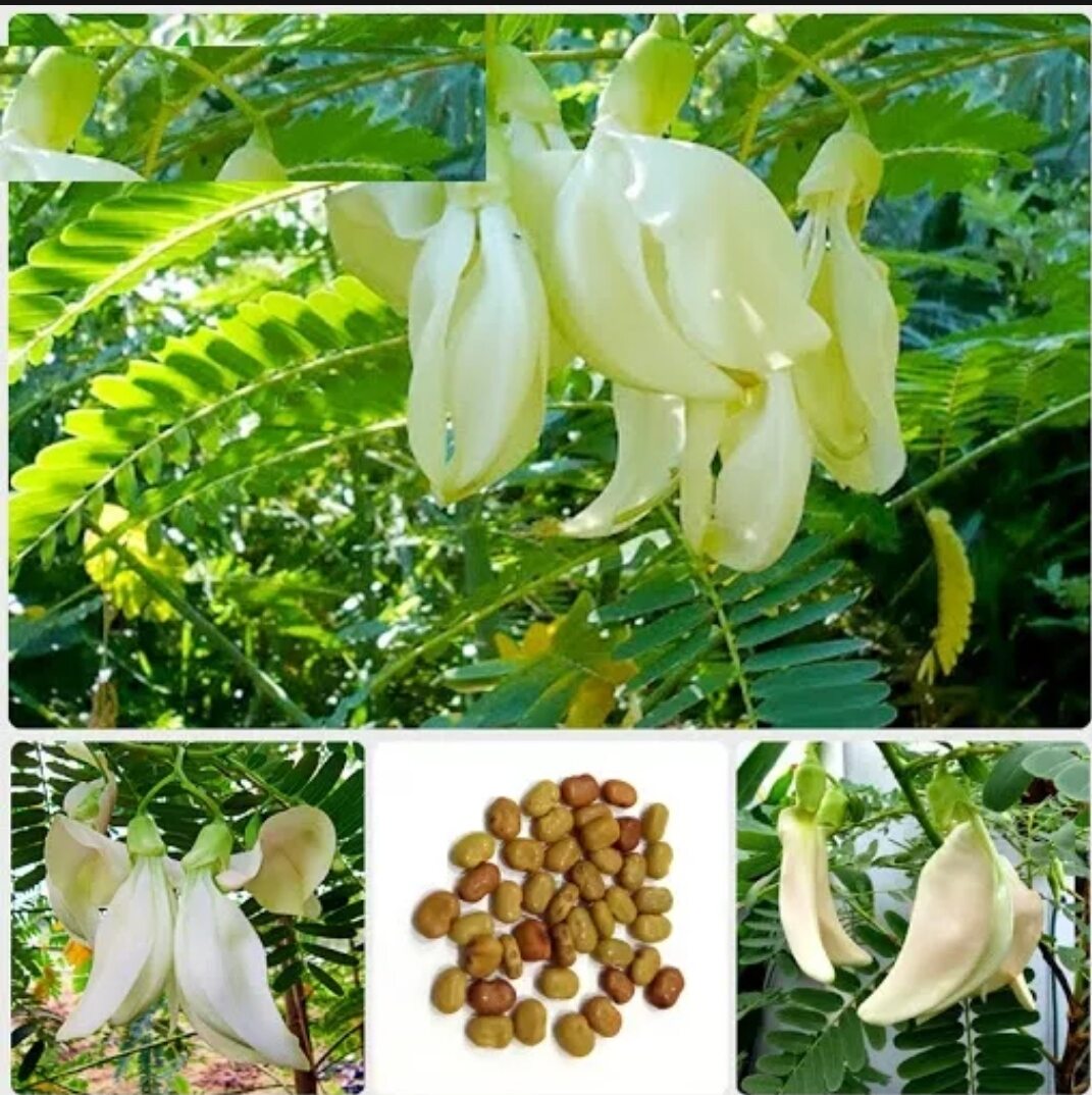 Hạt giống so đũa Tứ quý - Tỉ lệ lên mầm 100%