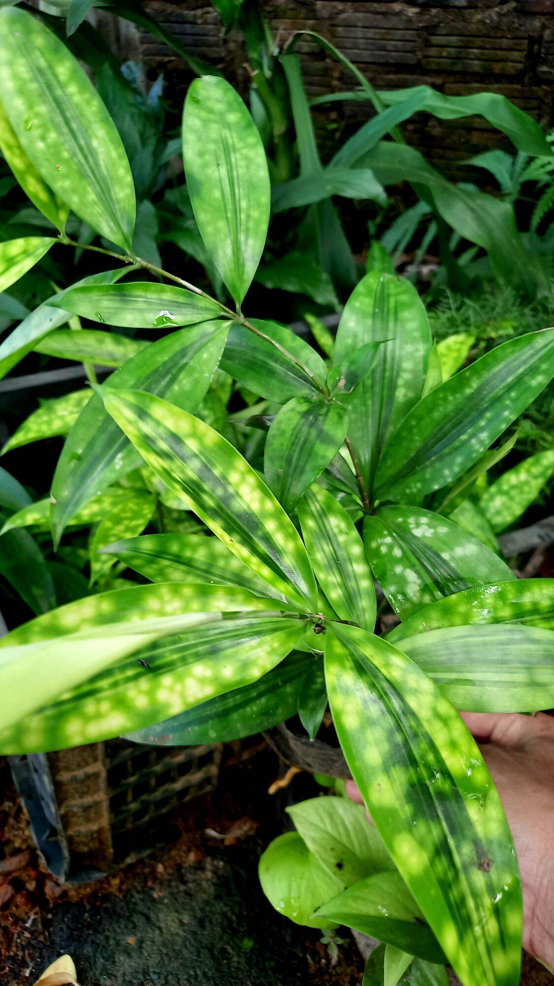 Cây trúc nữ hoàng .trồng để phòng khách.(gửi cây hình 2)