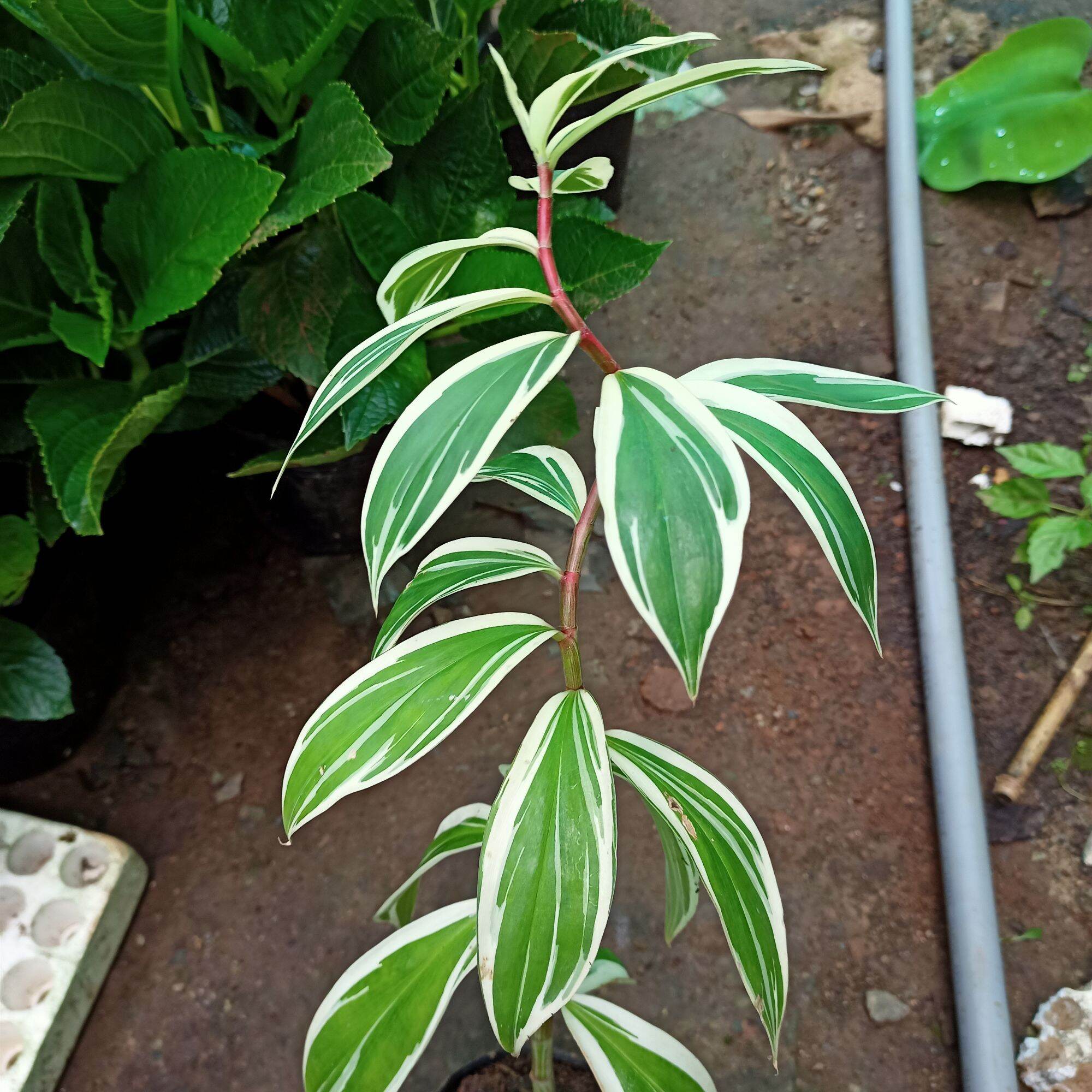 Cây chong chóng var - spiral ginger var - costus arabicus var