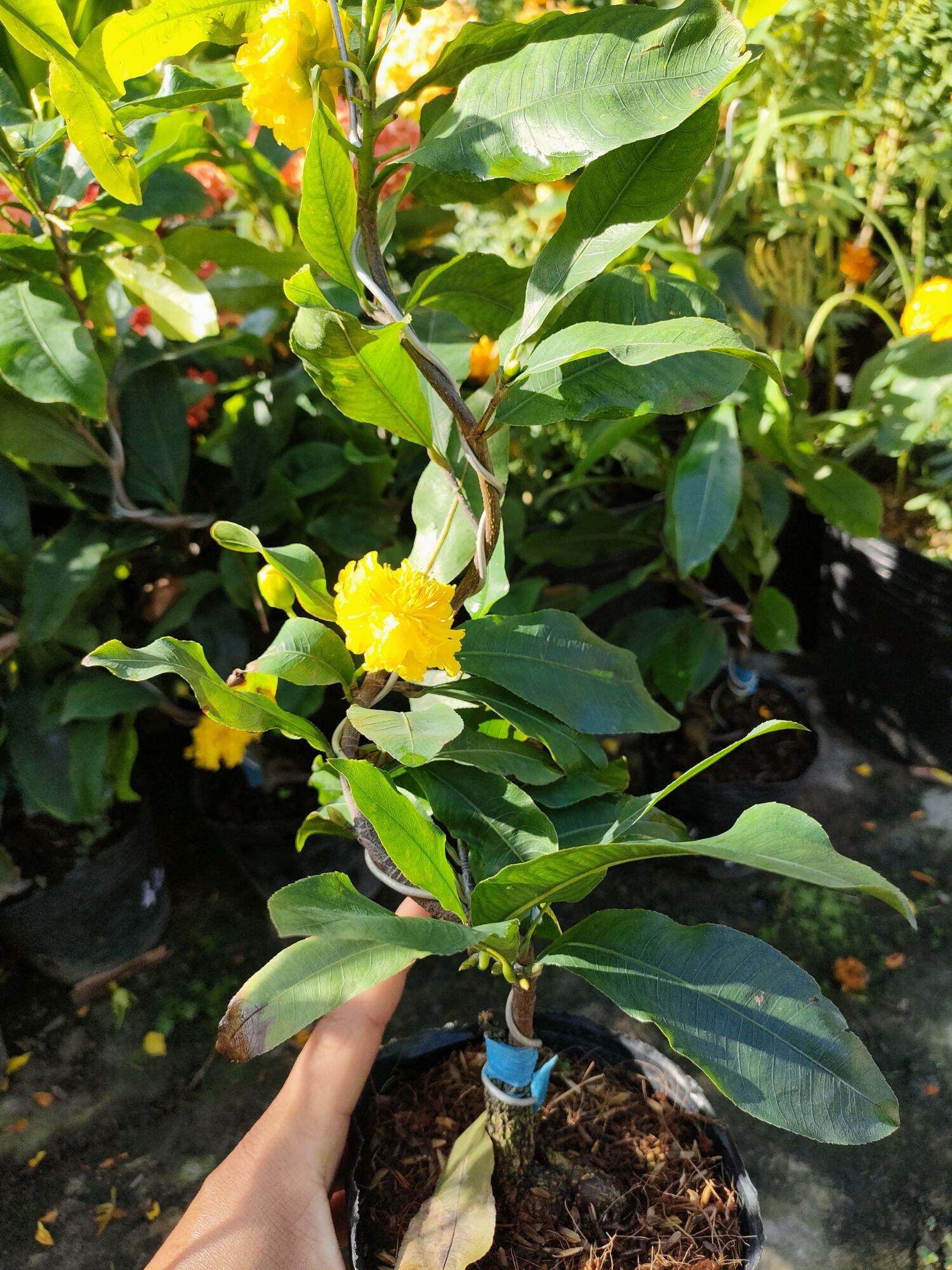 Cây mai cúc tứ long ( 4 long )