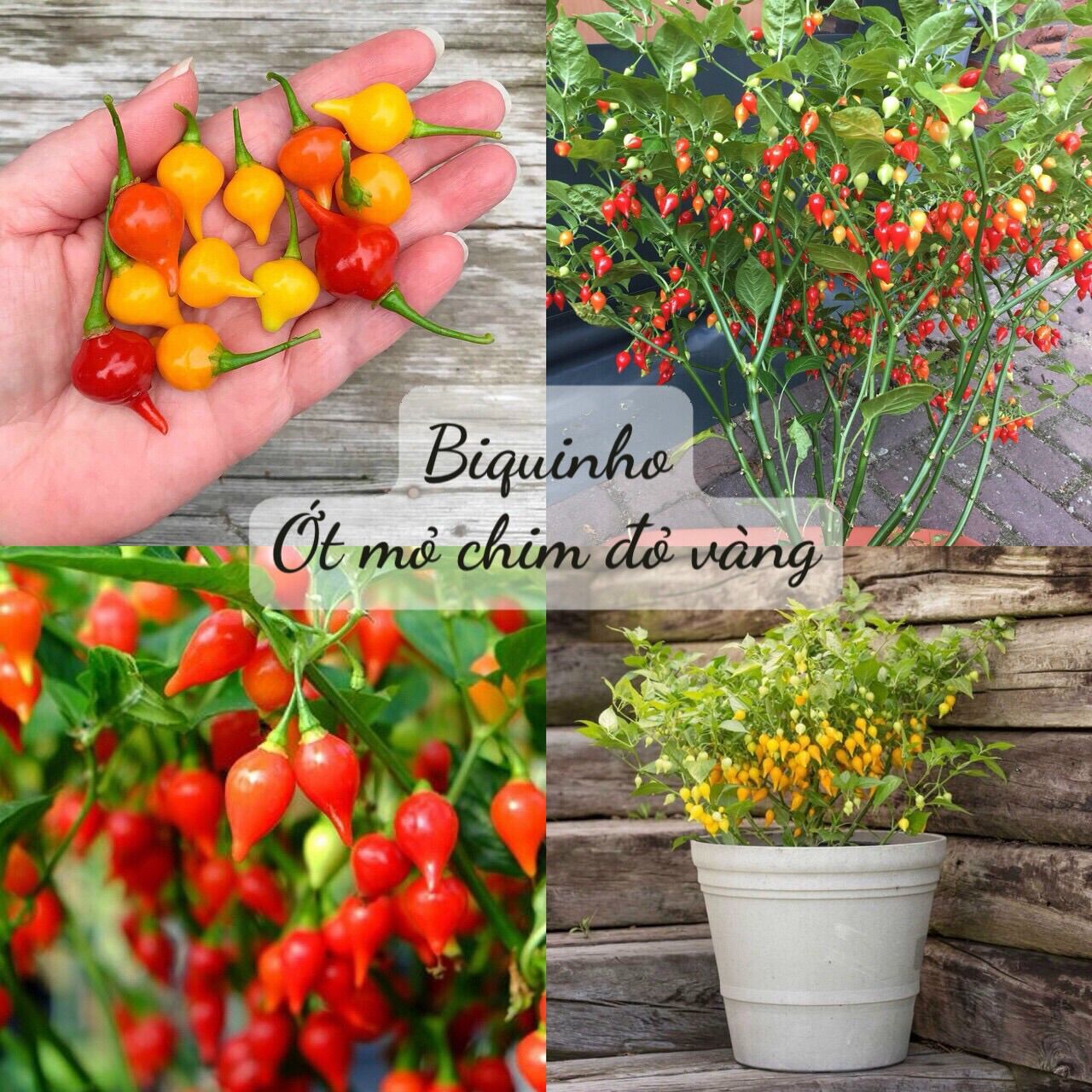 Hạt giống ớt mỏ chim hàng mỹ gói 15 hạt