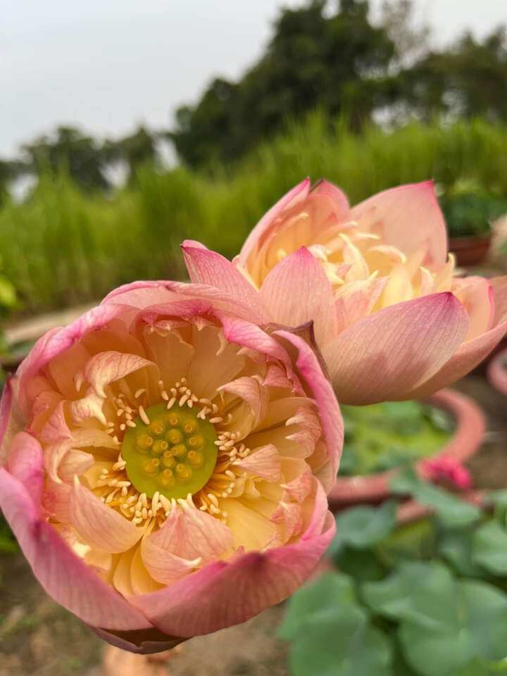 củ sen nhật cam sai hoa màu cam