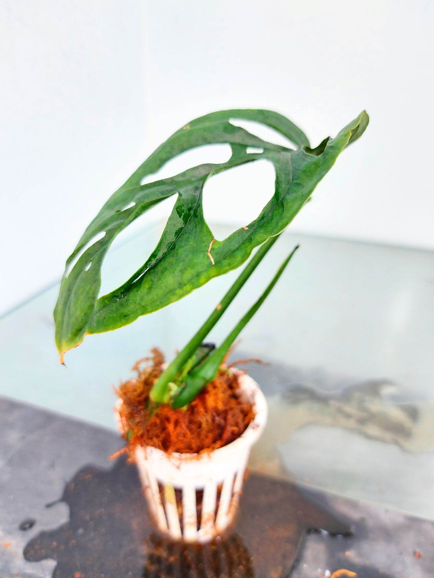 TRẦU BÀ LỖ MONSTERA ADANSONII VAR ADANSONII