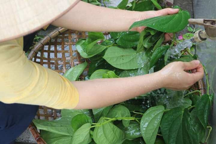 200g lá trầu xanh tươi mới hái