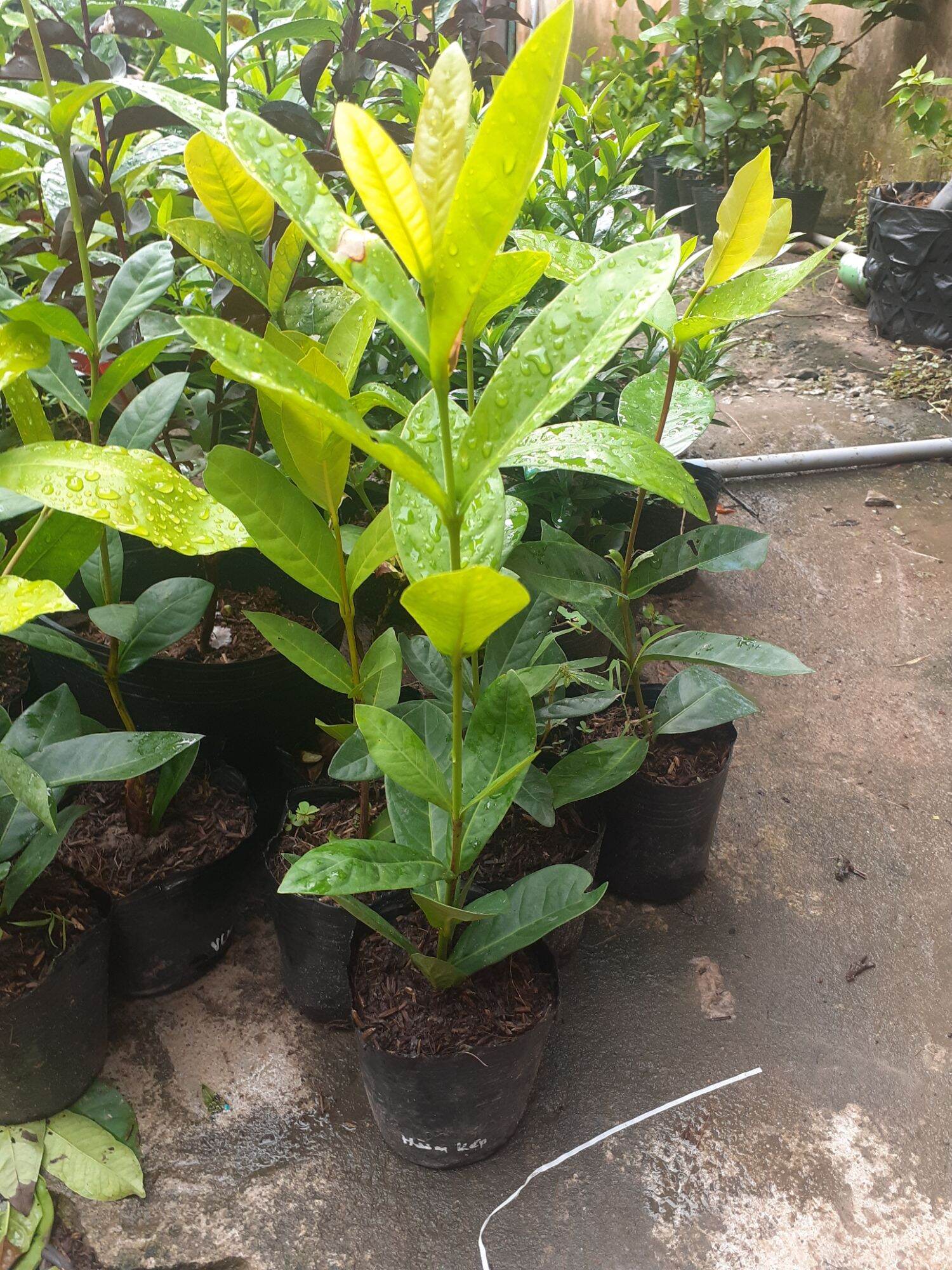 Hường Cánh Kép