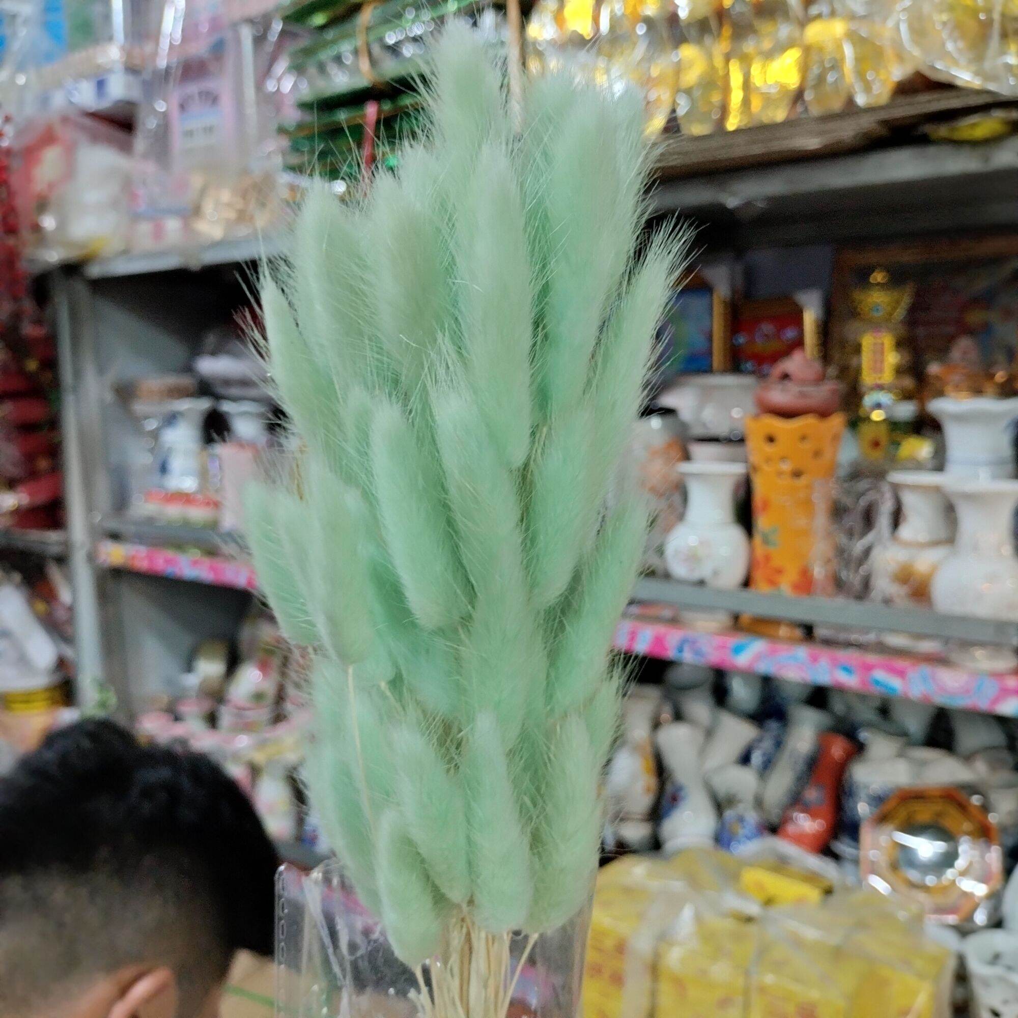 Hoa Cỏ Đuôi Thỏ Khô Trang Trí Decor (60 bông/ bó)