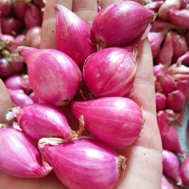 HÀNH CỦ 1KG