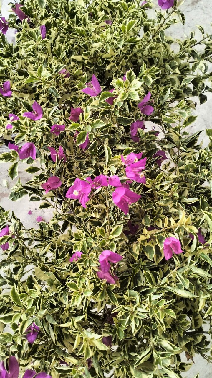 Chậu hoa giấy cẩm thạch như hình