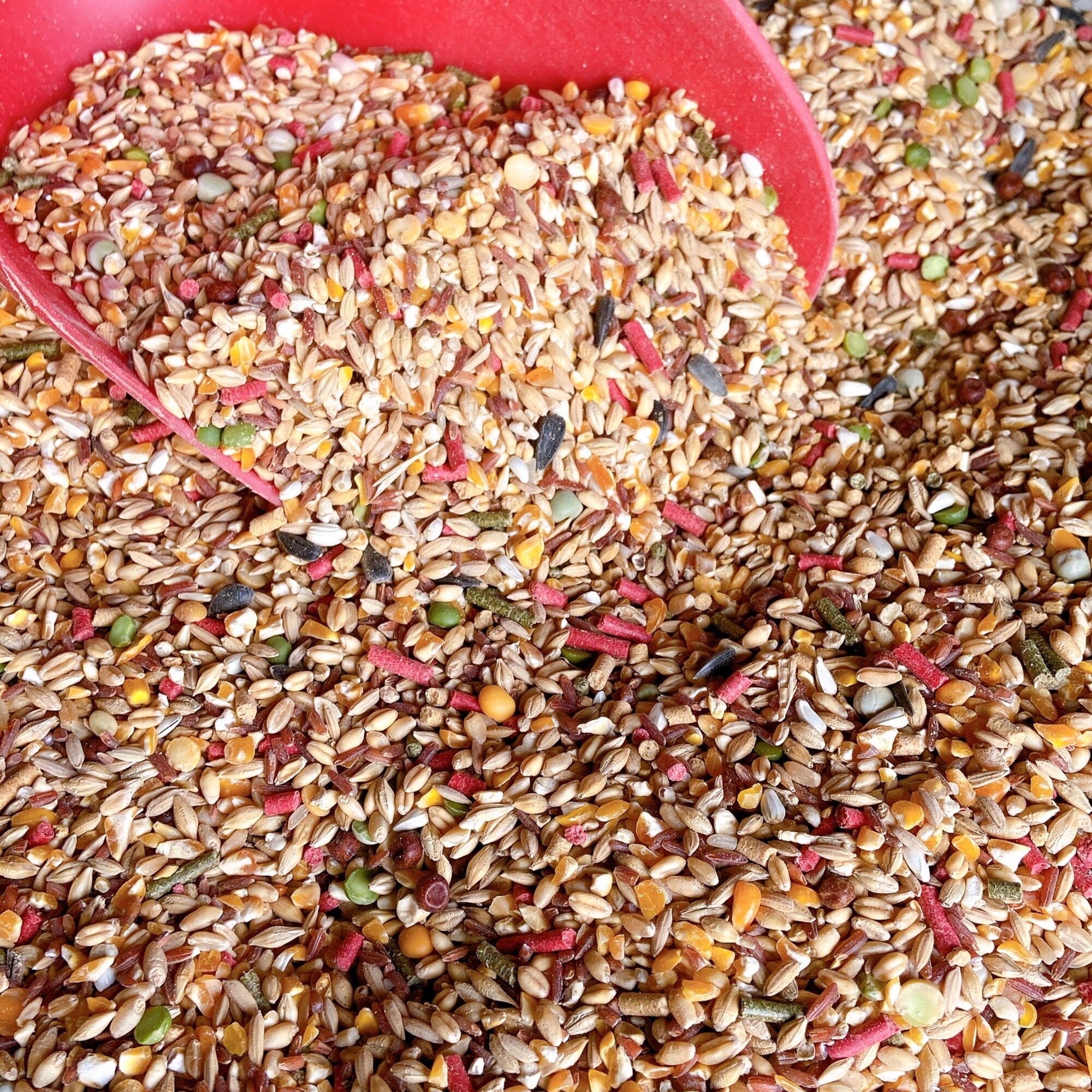 Ngũ cốc gà đá, thức ăn chiến kê gồm 12 loại túi 1kg