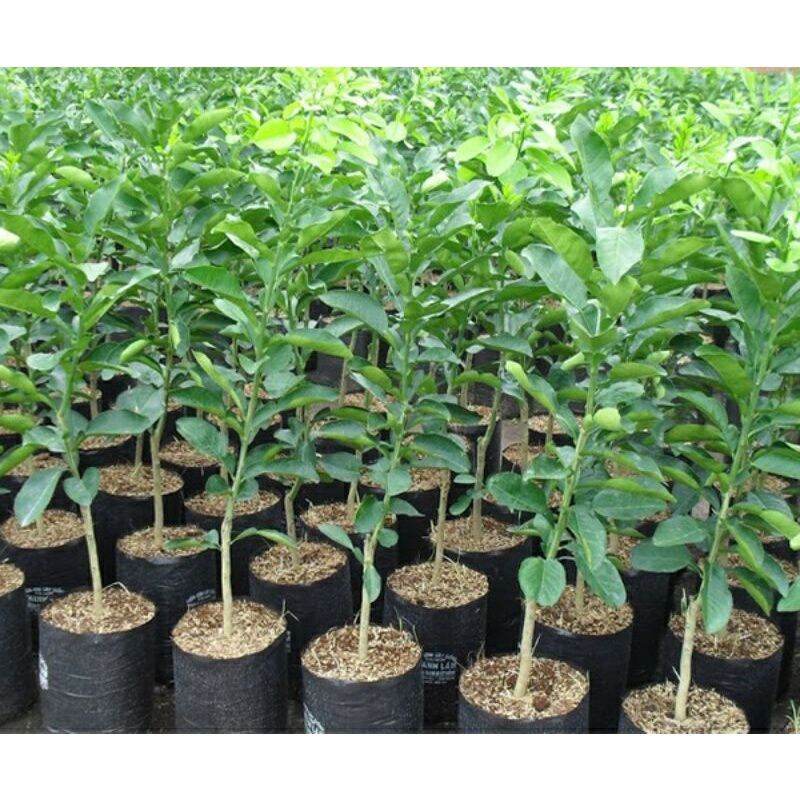 CÂY BƯỞI DA XANH KHÔNG HẠT GHÉP