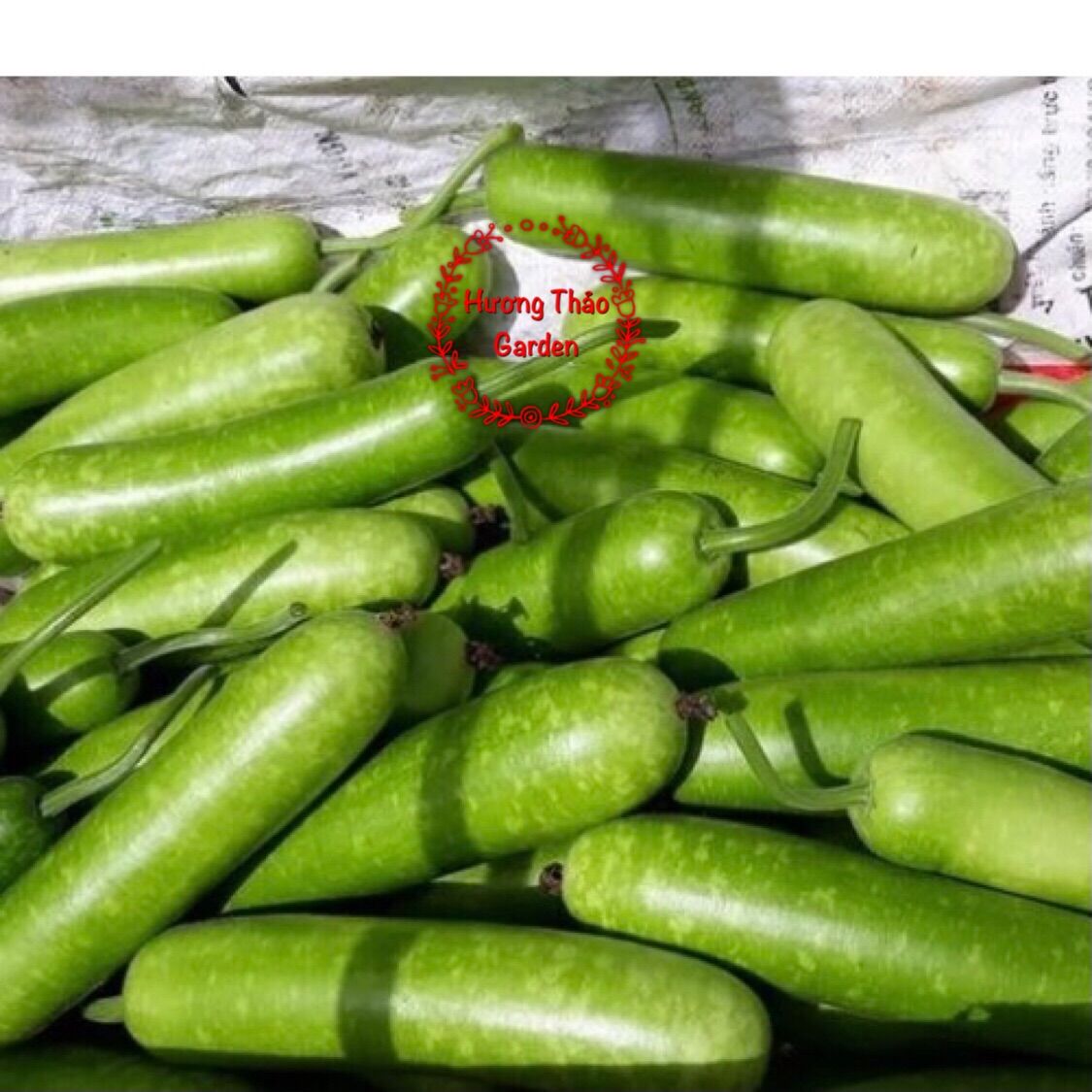 Hạt Giống Bầu Sao Lai F1