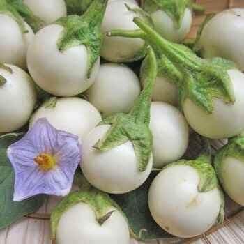 Hạt giống cà pháo trắng