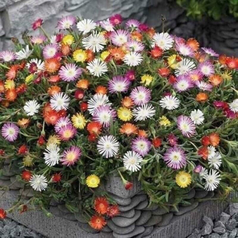 Hoa Mười Giờ Nam Phi(1 khóm)