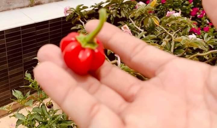 Hạt ớt bí ngô tí hon f1 cay cơm dày gói 30 hạt