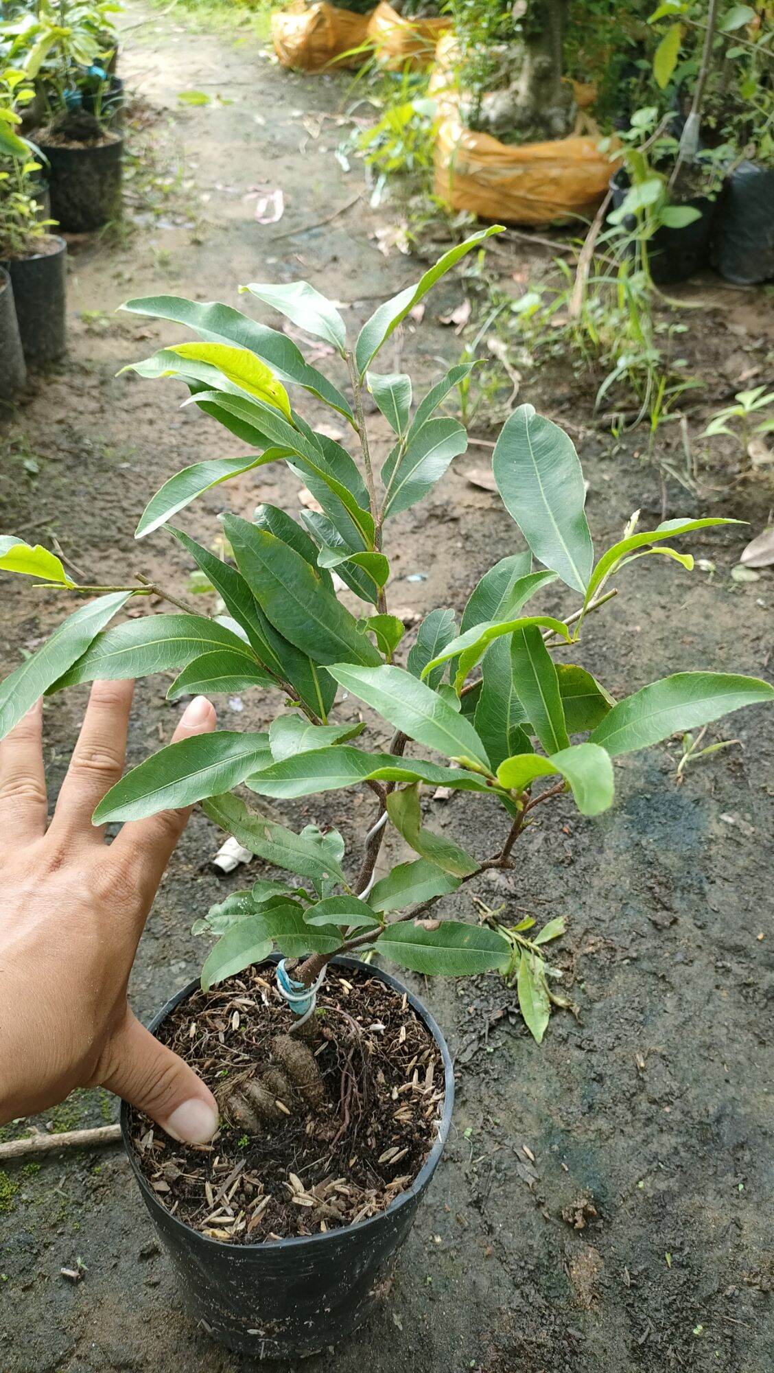2026 Fragrant Apricot Tree Is 45-60cm Tall
