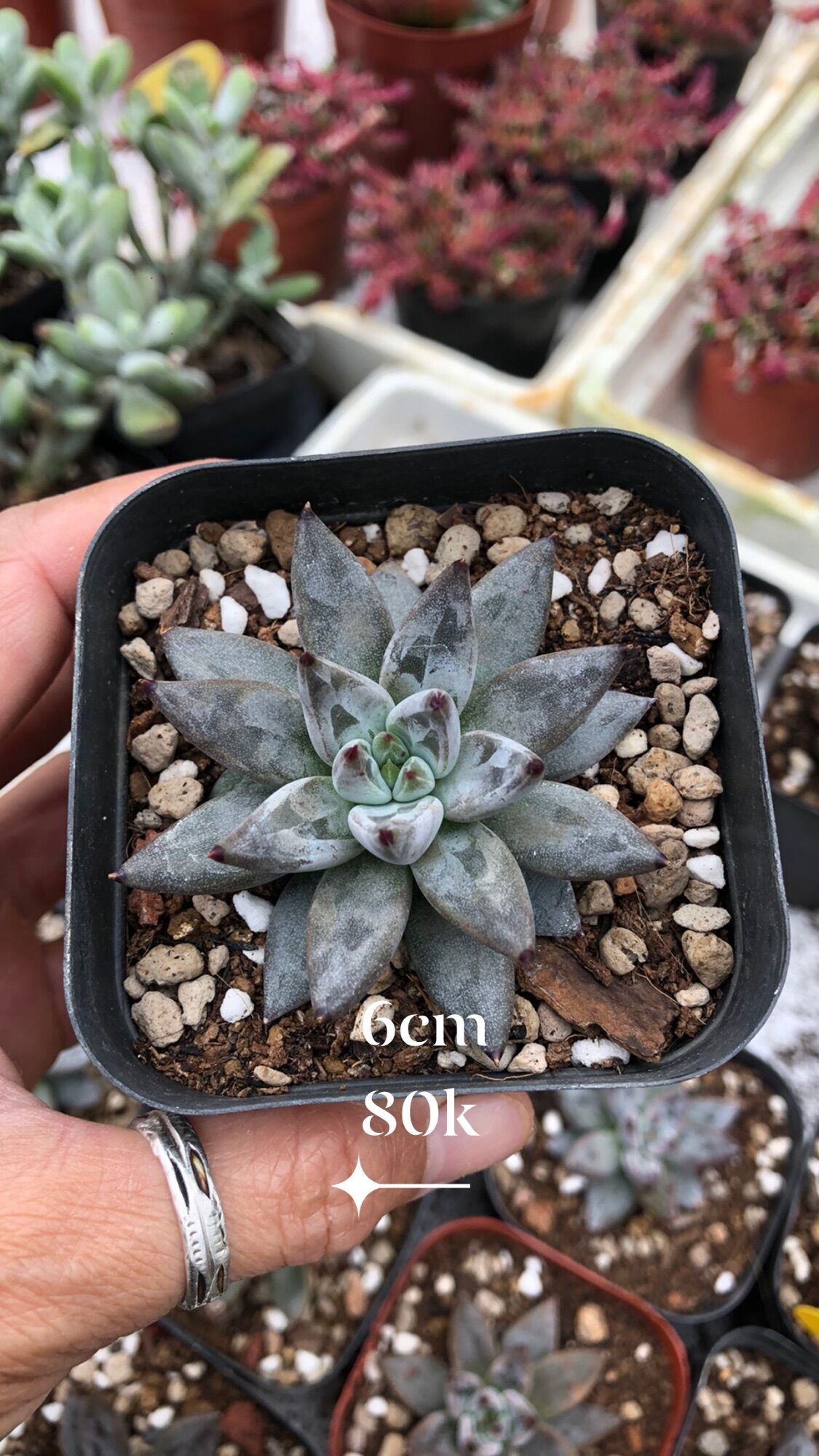 Sen đá vuốt đen 6cm