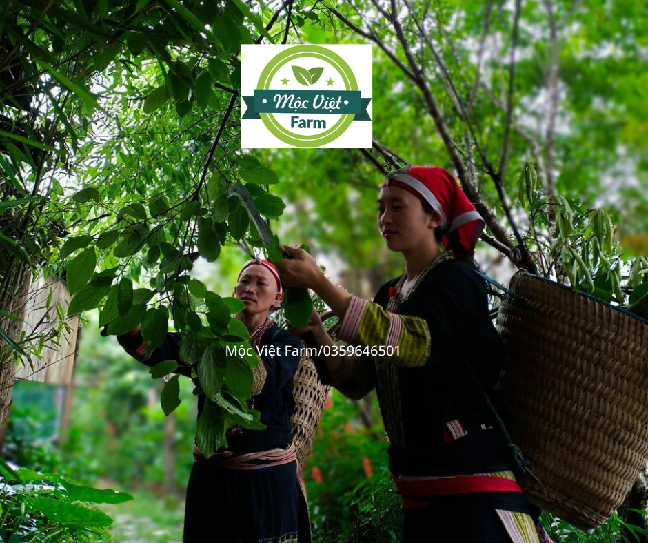 Lá tắm sau sinh dân tộc Dao đỏ Sapa 800g