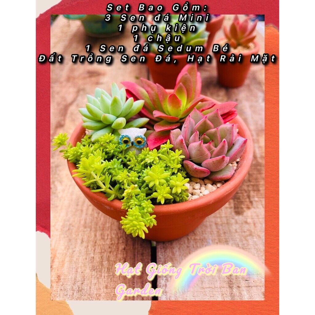 SET TIỂU CẢNH SEN ĐÁ RANDOM 💵 ĐÀ LẠT 🍄 HƯ 1 ĐỔI 1❄️SIÊU CUTE