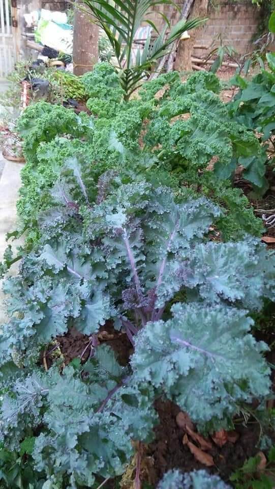 HẠT GIỐNG KALE ĐỎ( TÍM) XOĂN RUSSIAN( 300 HẠT)