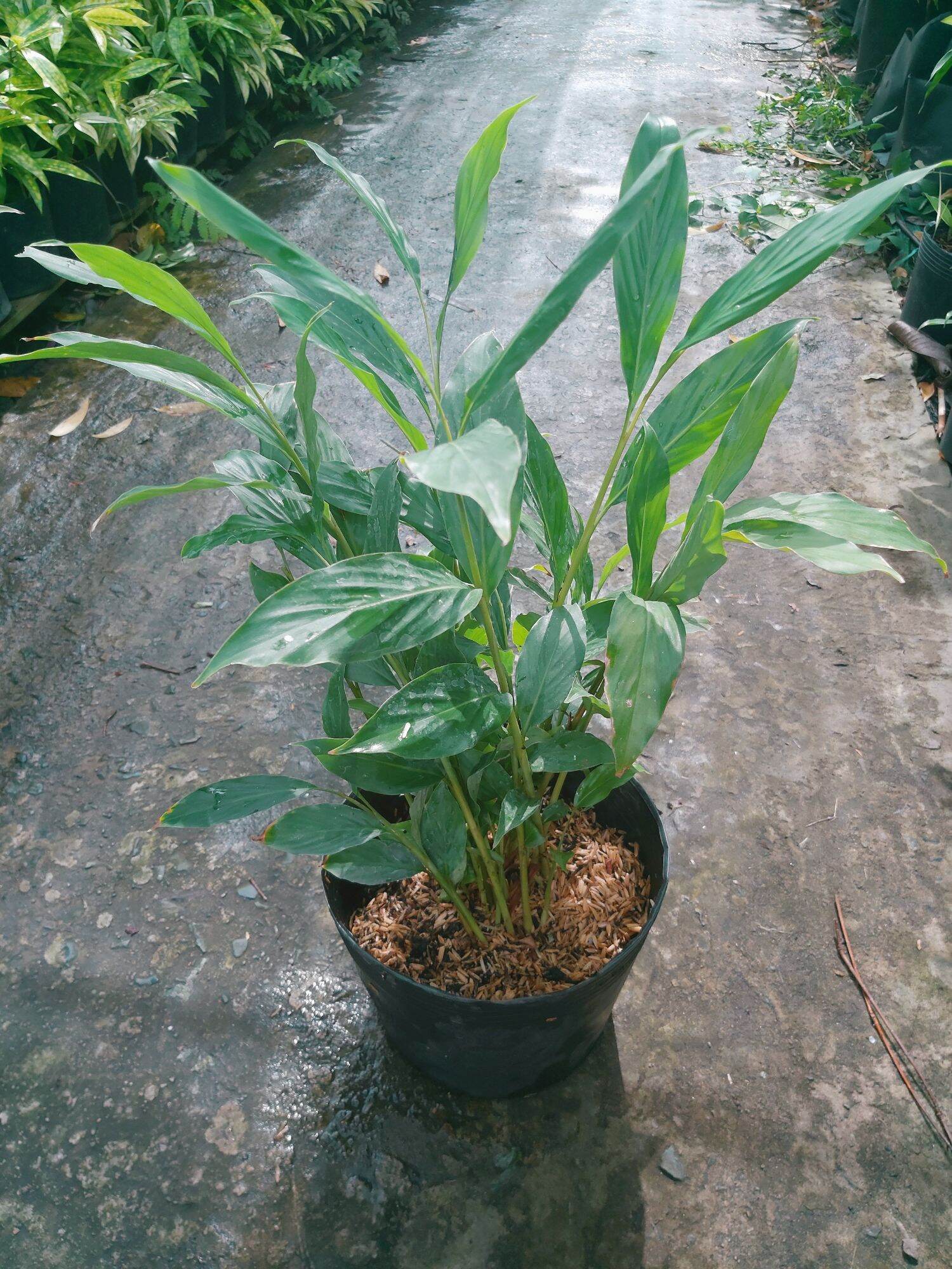 Cây Hoa Hạnh Phúc (Cây Riềng Tía)