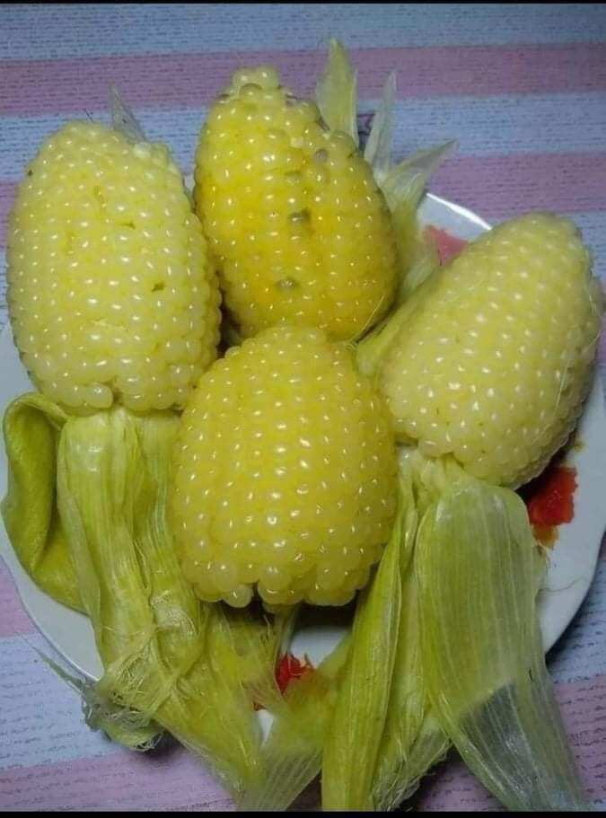 100 hạt giống bắp nếp nù sữa