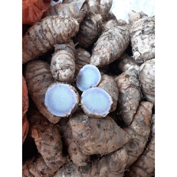 Nghệ Đen(nghệ xanh.nghệ tím) củ già làm giống 1kg