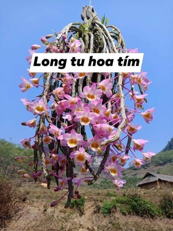 Hoa Lan long tu