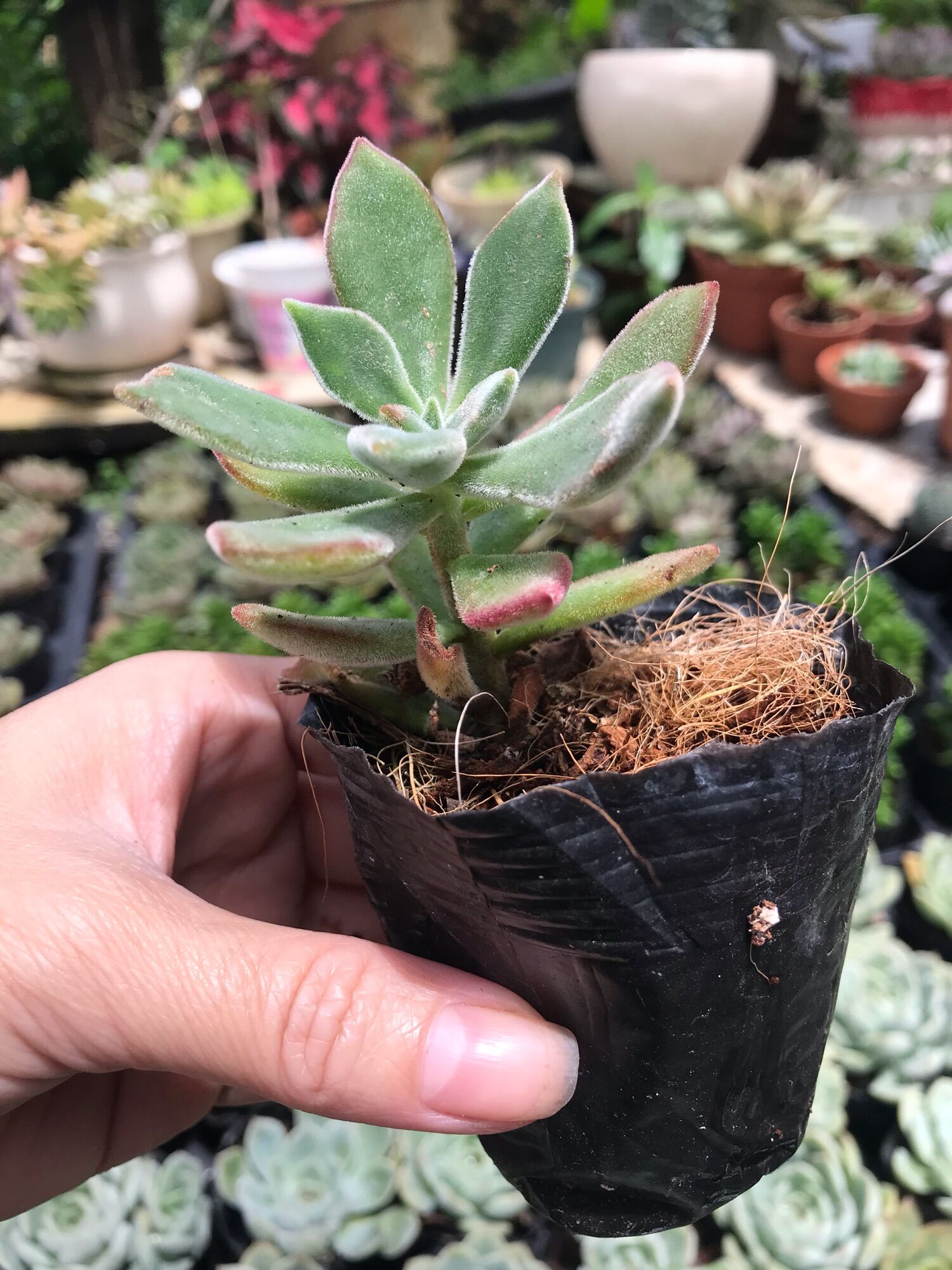 Sen đá nhung viền đỏ cute size bầu