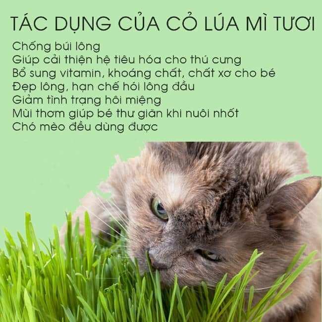 Cỏ Mèo Tươi Cho Mèo