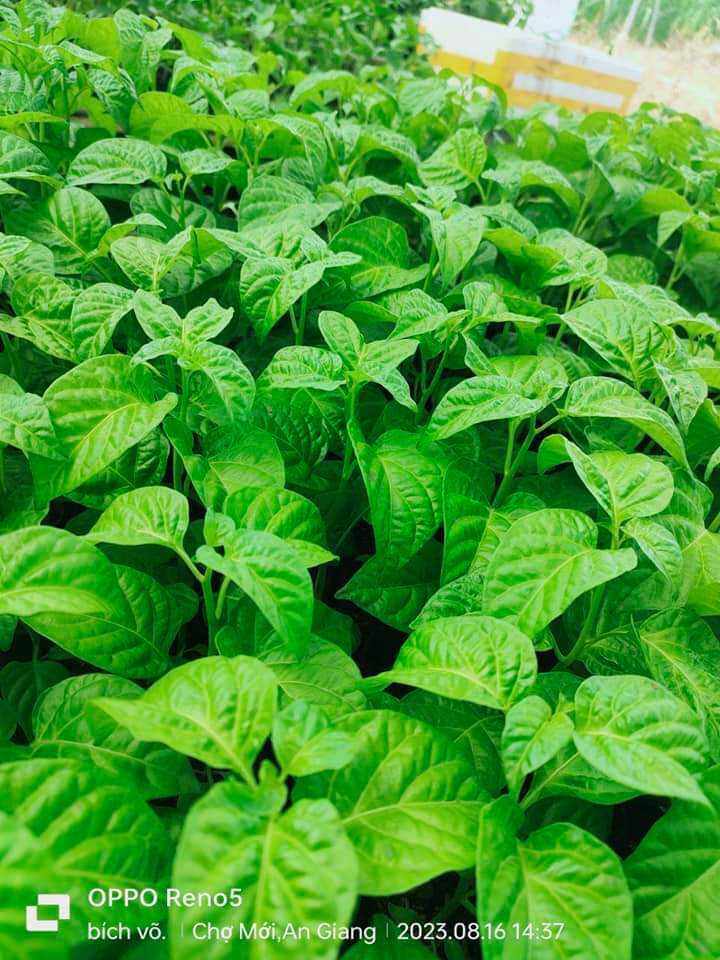 CÂY ỚT 7 POT Douglah choco CÂY GIỐNG