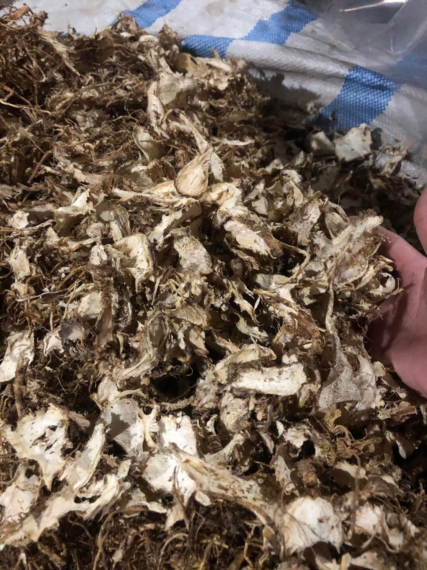 Sâm đương quy khô thái lát 200k/kg