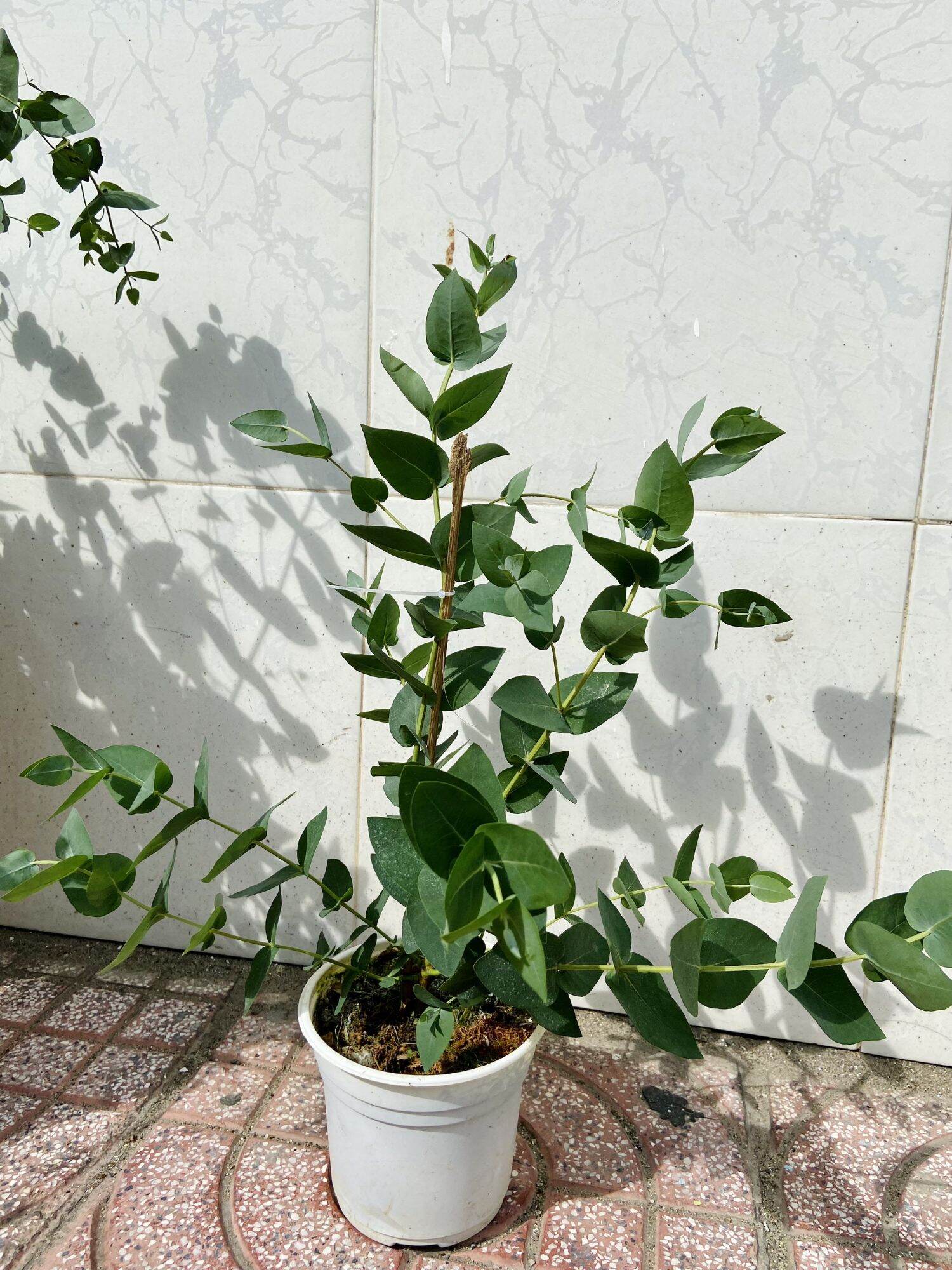 Cây dola lá kiếm - cây khuynh diệp, bạch đàn đuổi muỗi, cây khỏe cao 70 80cm, nhiều nhánh