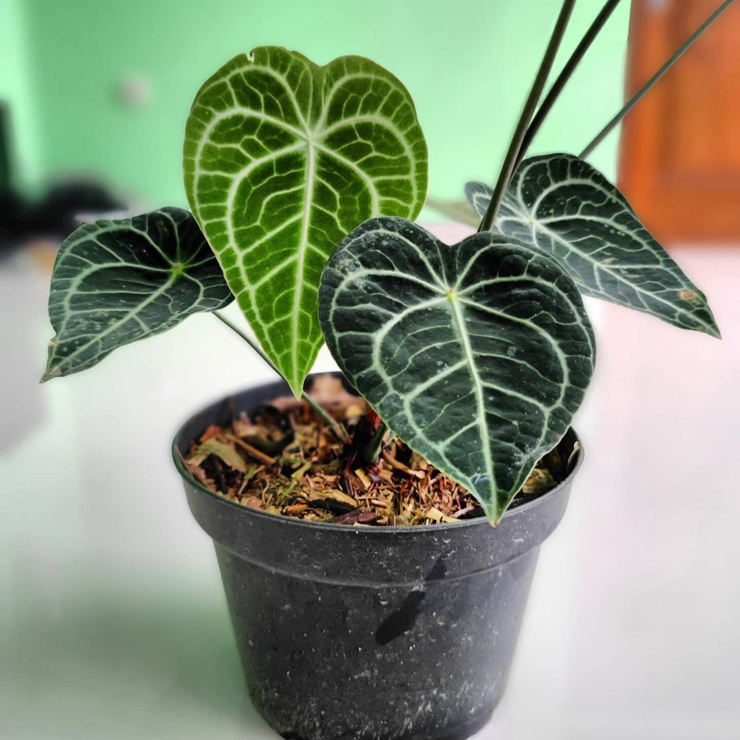 Cây Anthurium Clarivernium