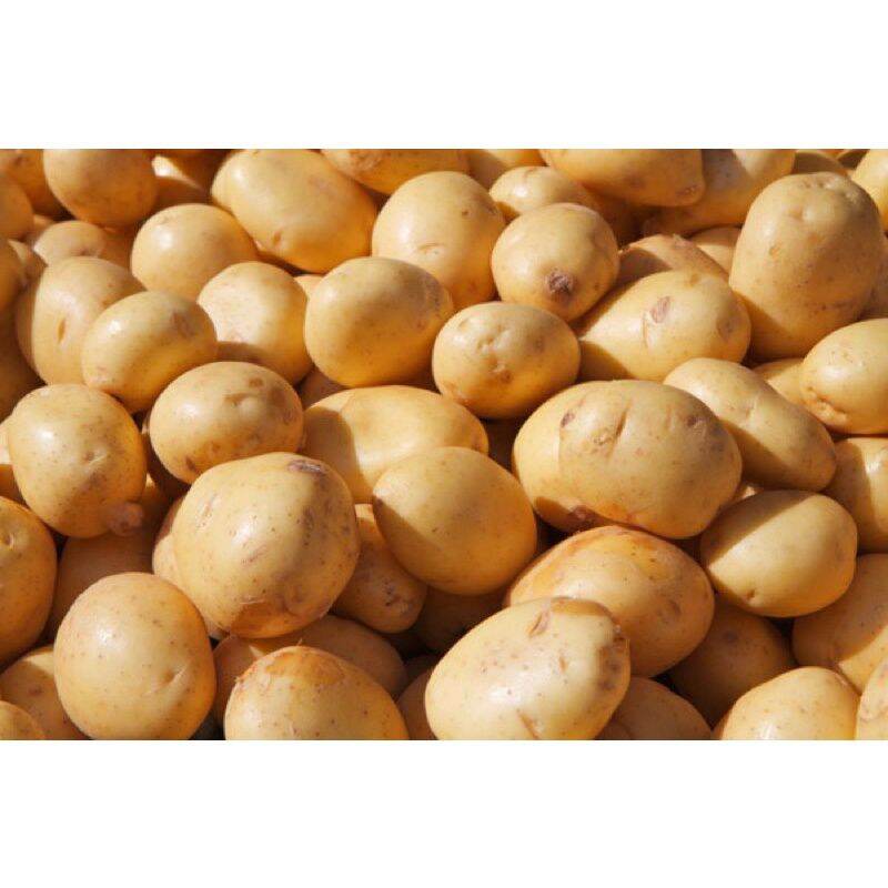 khoai tây 1kg
