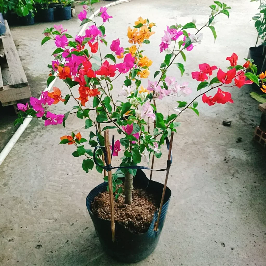 Cây hoa giấy ngũ sắc đã ghép