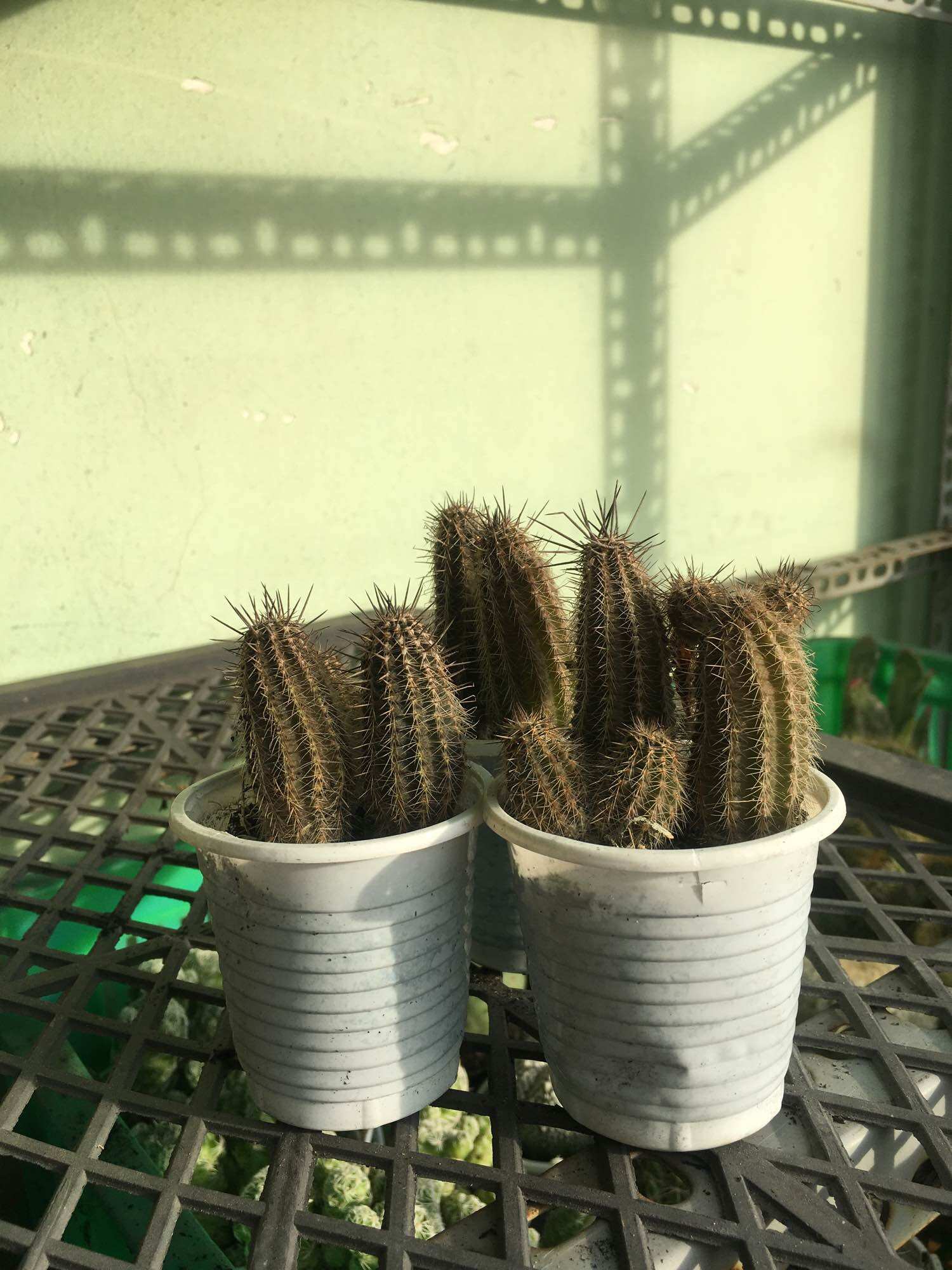 Xương Rồng Bút Chì Đen Chùm