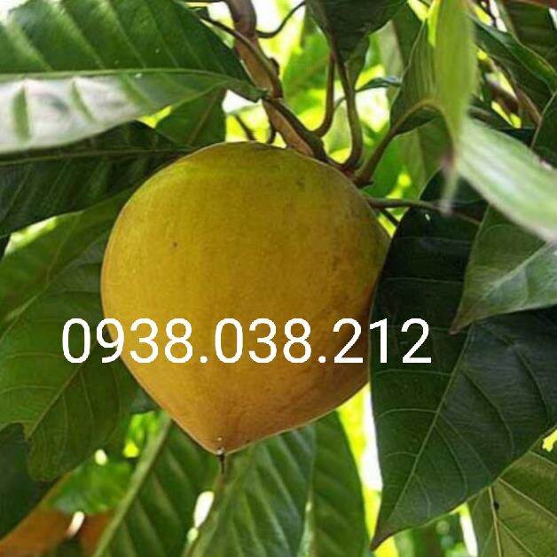 Cây giống lêkima