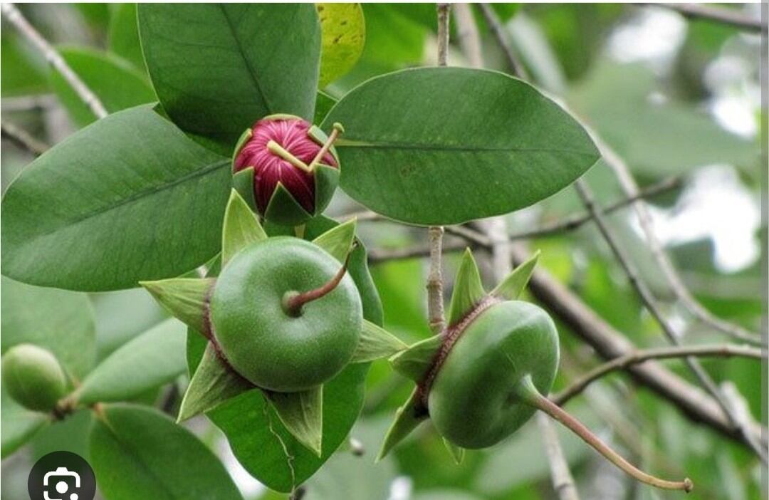 mật ong nguyên chất giá  200k 1 chai